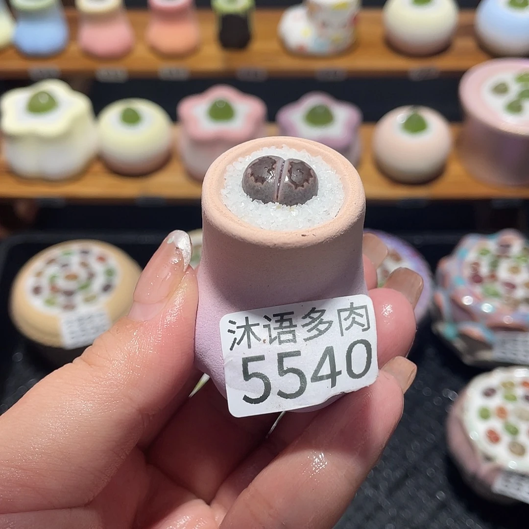 M***u带盆土植物 一物一拍5540