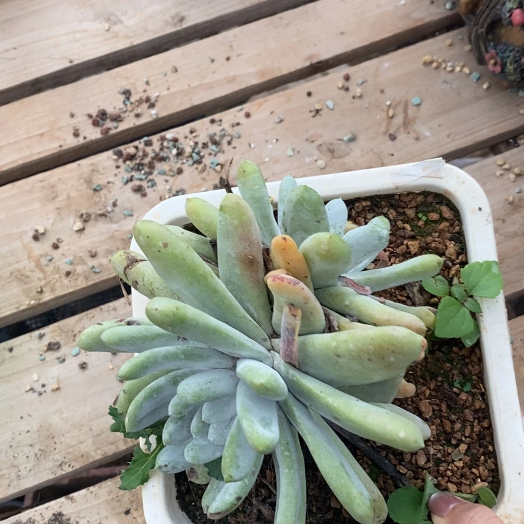 5193拇指哈哈哈哈哈