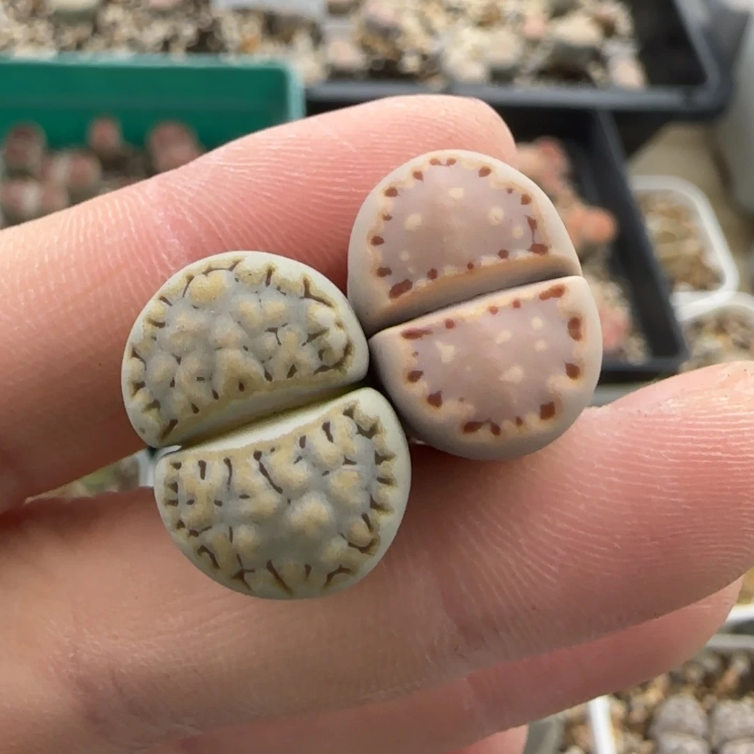 11.17。萌肉清货饼干福利。8023