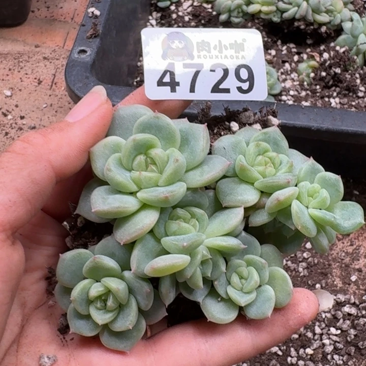 完全开放多肉植物多肉植物
