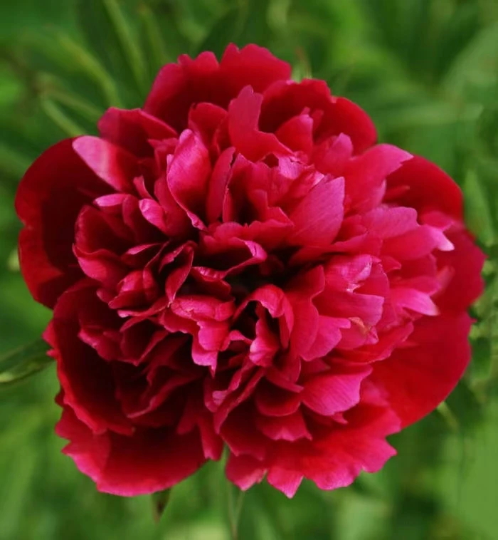 【退林还耕】6年牡丹苗全部清地处理菏泽牡丹基地 先发肥料秋天发苗