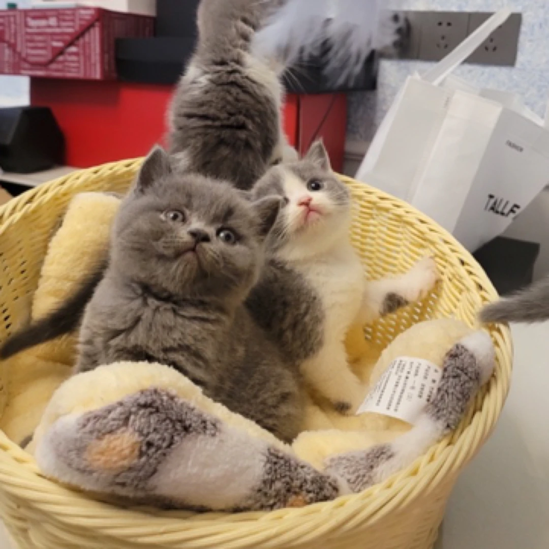 全品种宠物家养猫猫