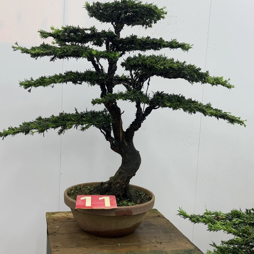 罗汉松精品盆景地景造型美观 规格齐全 一物一拍