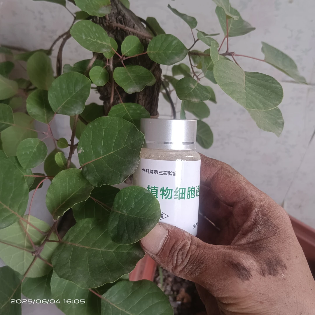 黄栌盆景素材专用 黄栌盆景素材