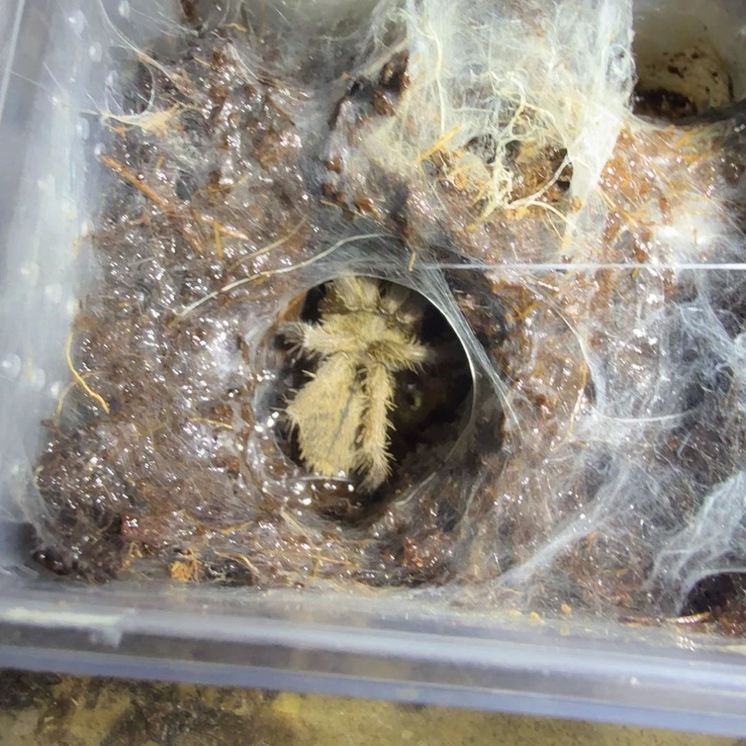 跳蛛金属蓝4母带套餐