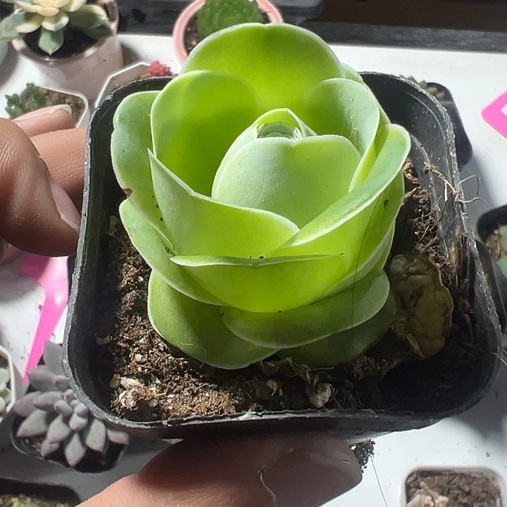 鸡蛋玫瑰精品多肉植物