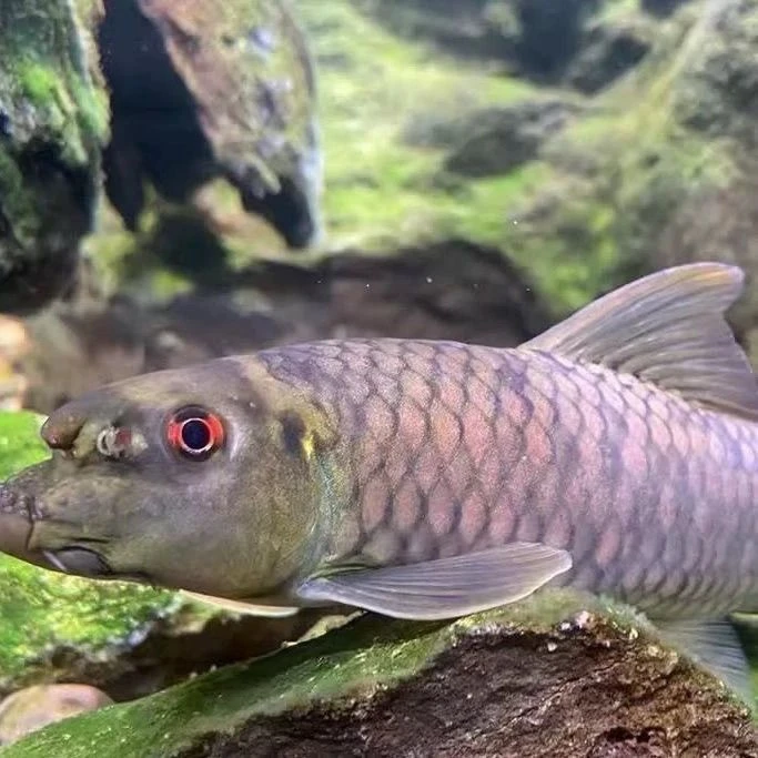 东方墨头鱼啃藻工具鱼可与锦鲤蝴蝶鲤混养鱼混养初期会跳缸
