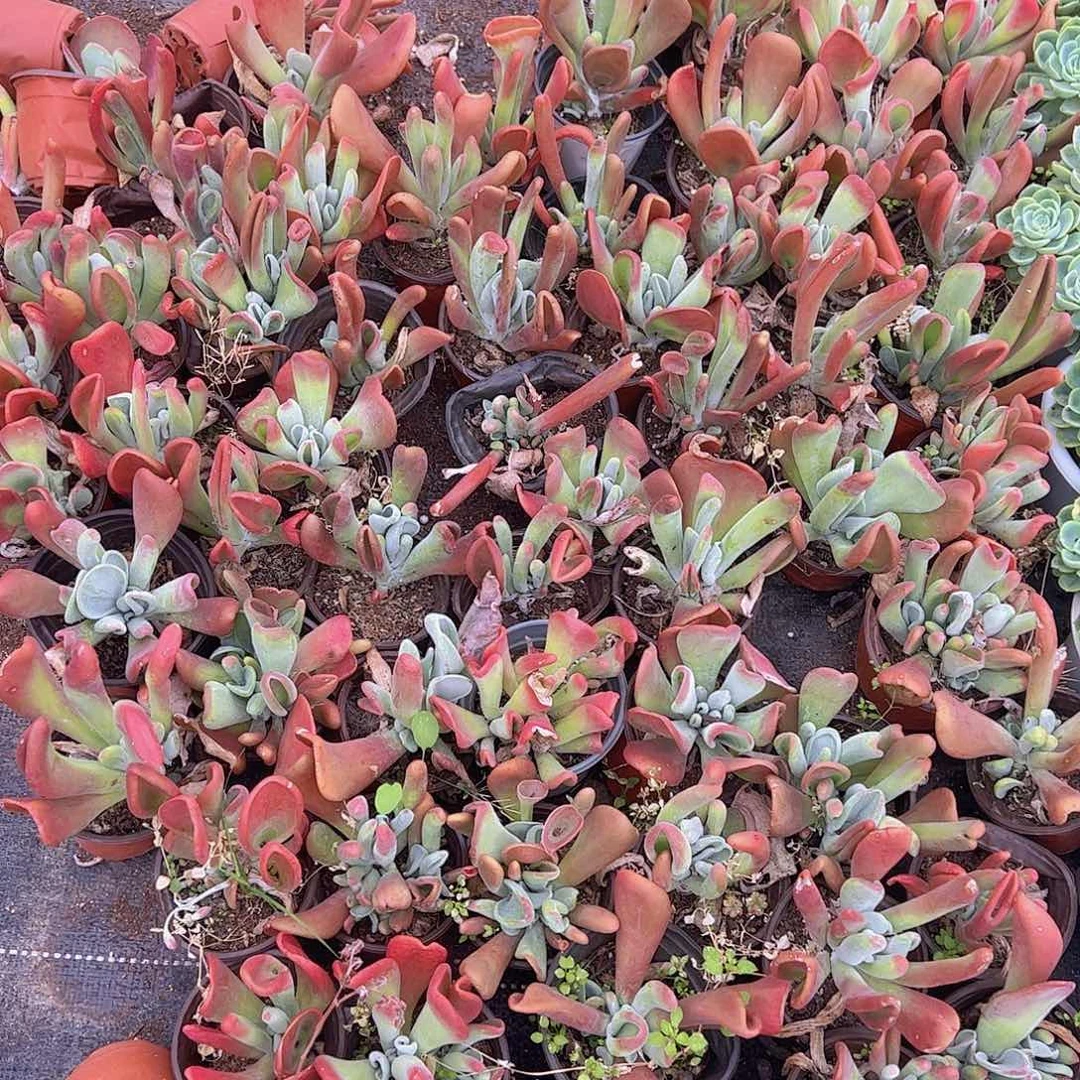 多头群生火狐狸三盆