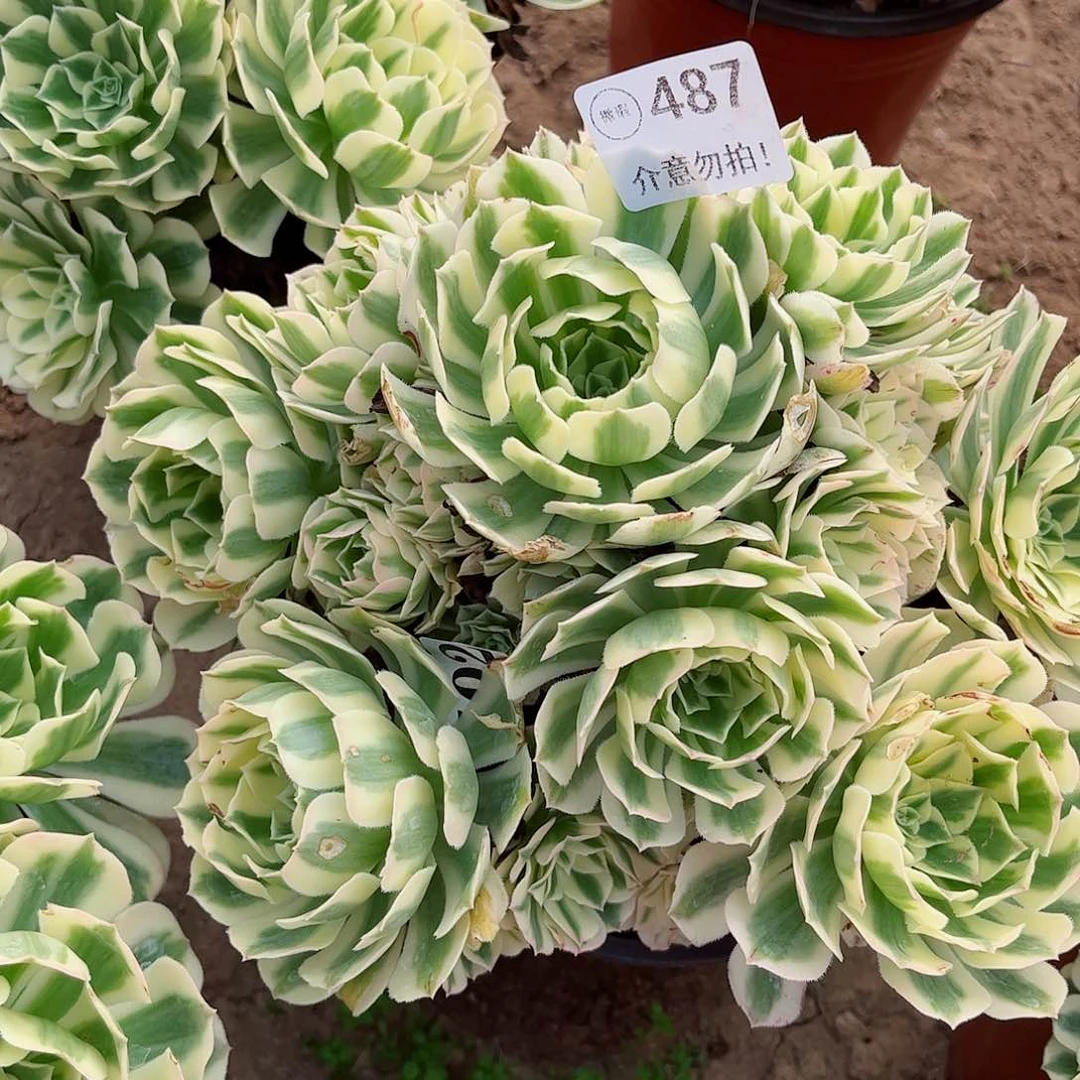 无花朵多肉植物487