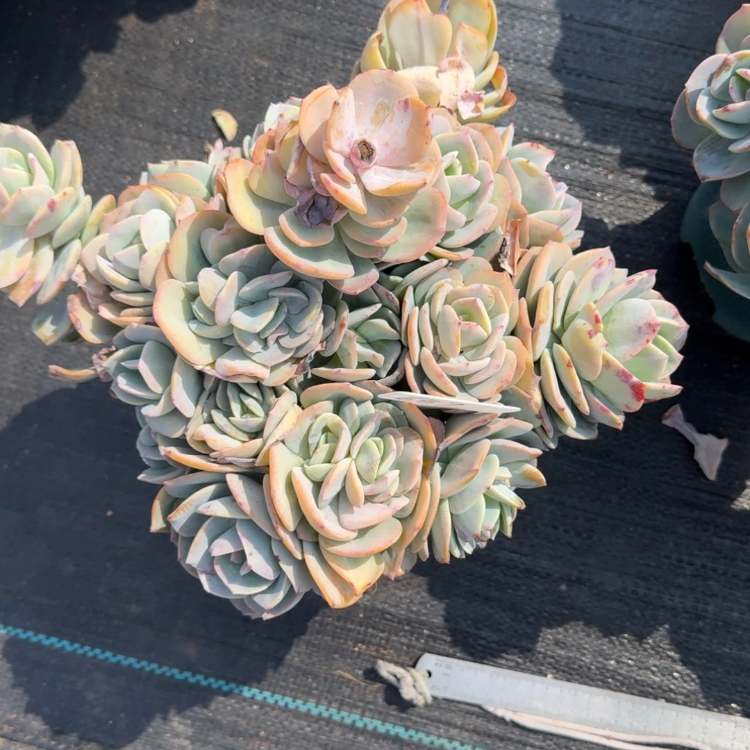 687白凤肉肉肉肉肉肉肉