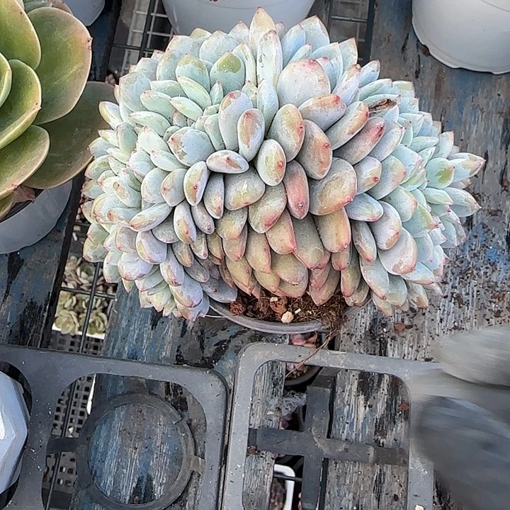 喜***玉青蛙王子儿童牙膏1111222