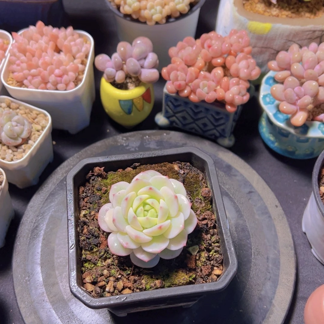 渿香草高瓷锦，多肉植物