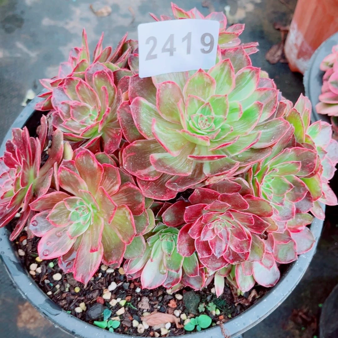 新品半夏特价多肉