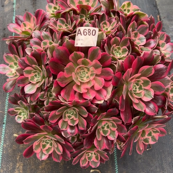 680妖月35厘米左右