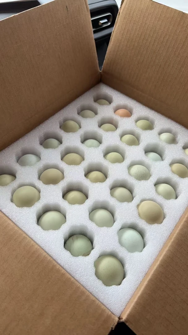 正宗绿壳土鸡蛋试吃装