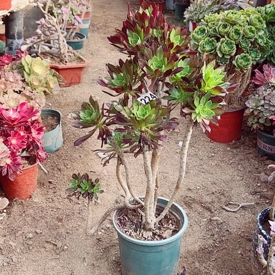 224黑法老桩法师