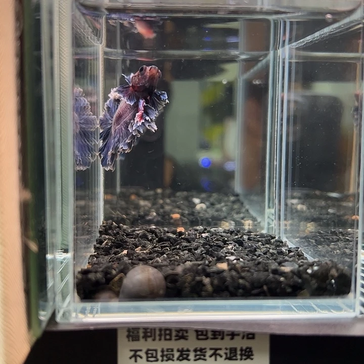 斗鱼竞拍跑单拉黑29日108