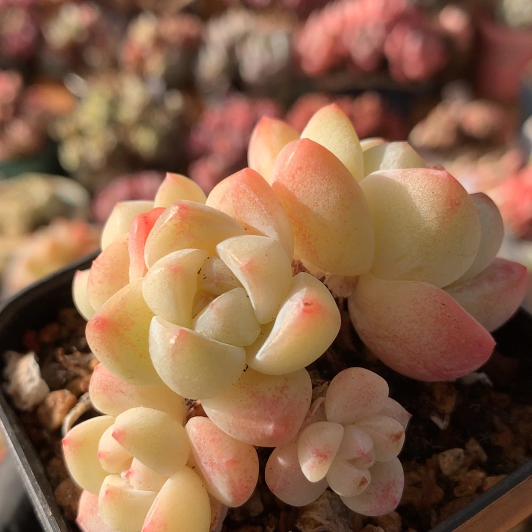 冰玉一物一拍 040