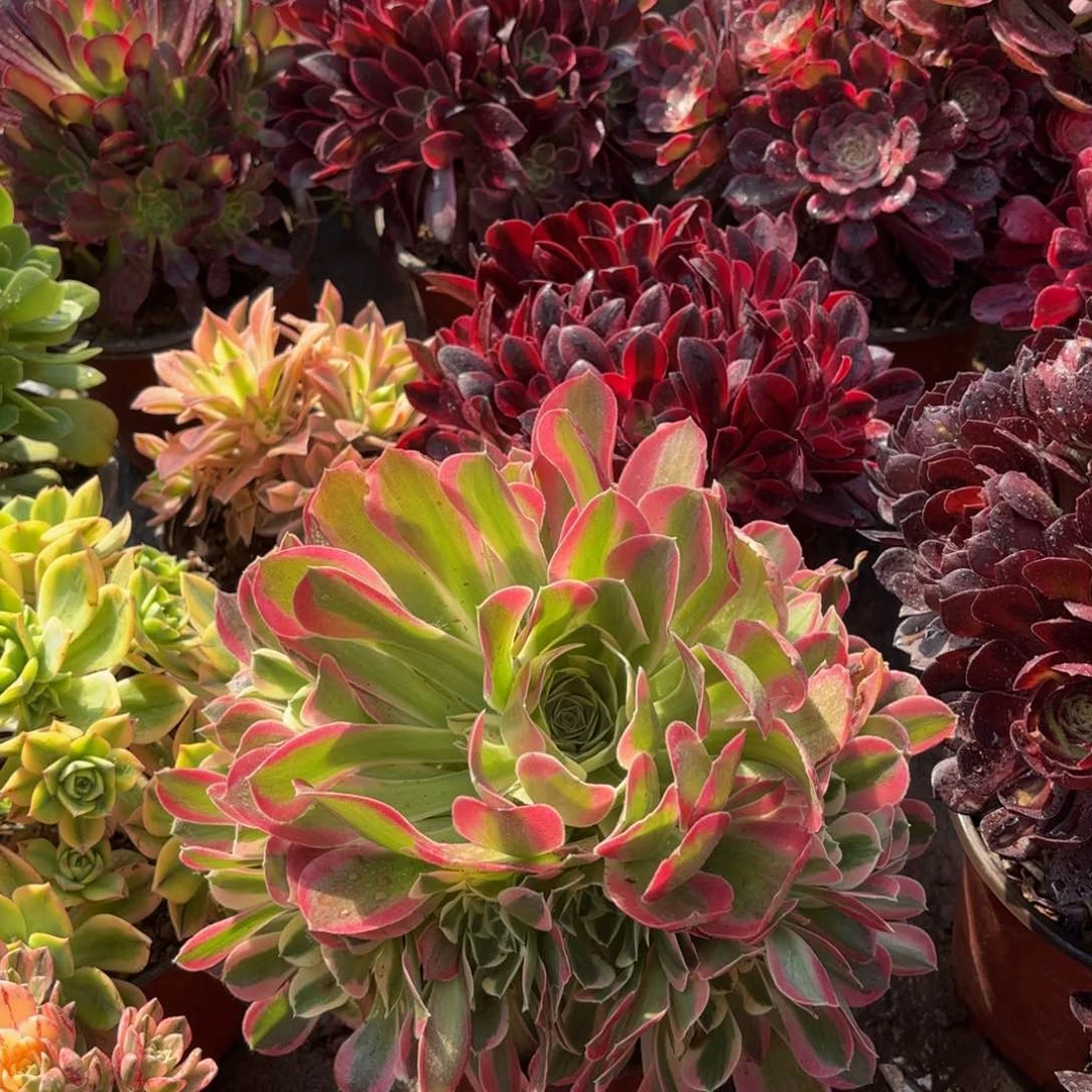 雨花石9.9法师多肉嫩田庄