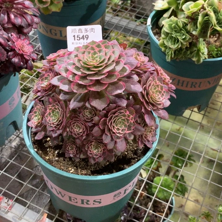 1549莲花座多肉植物