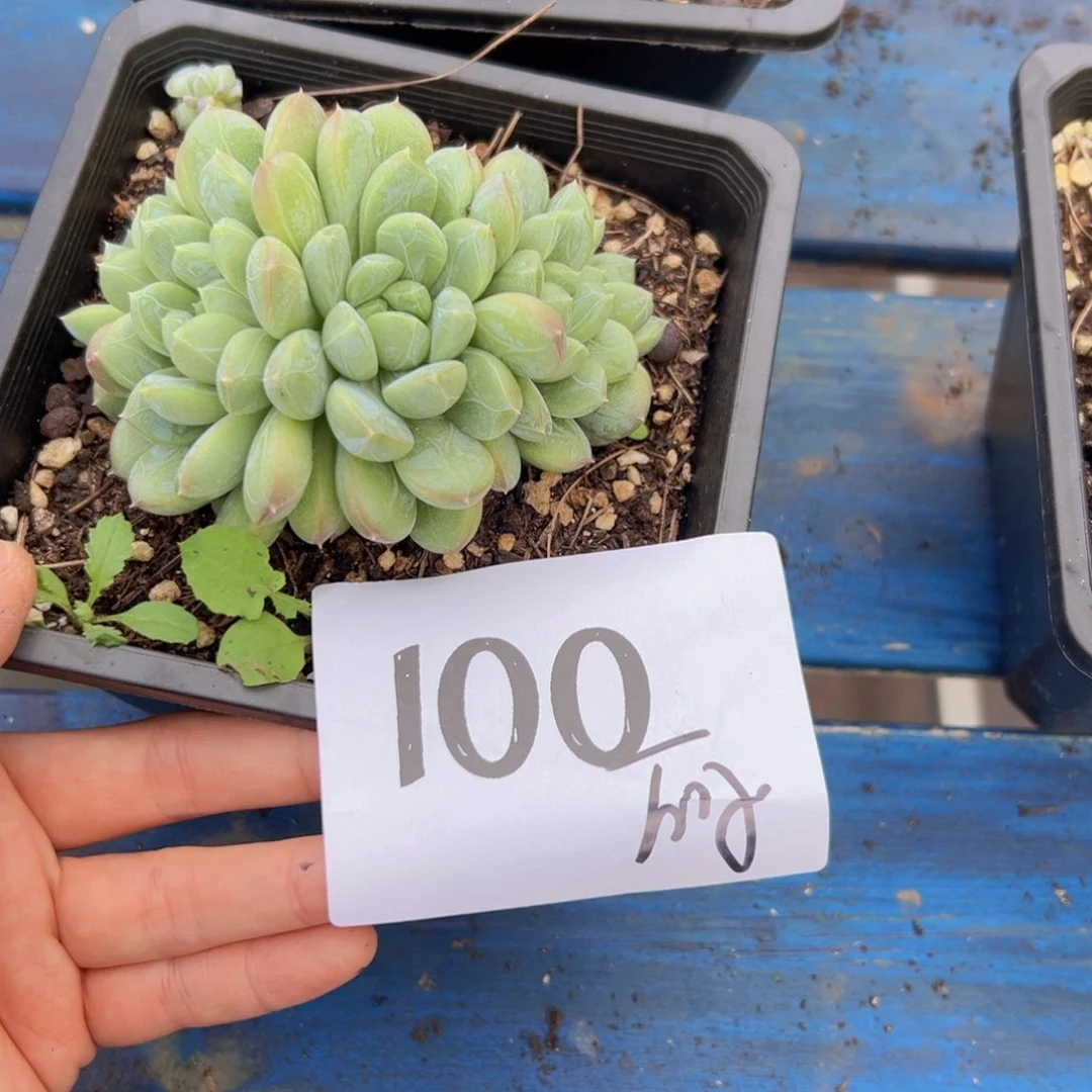 爱*丽100，吧好吧女女女女女