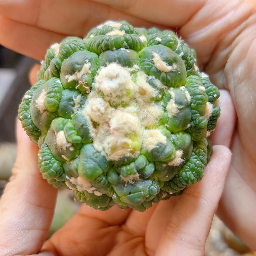 7号悟空兜带木心无根6.5公分