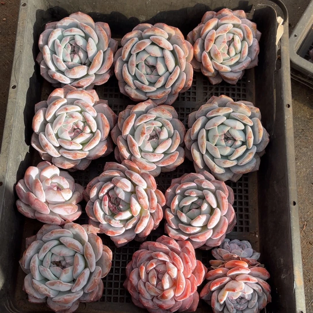 860号新疆西藏内蒙古不包邮