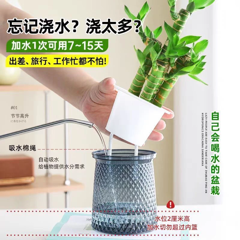 富贵竹荷花竹转运竹水培盆栽室内客厅吸甲醛好养绿植
