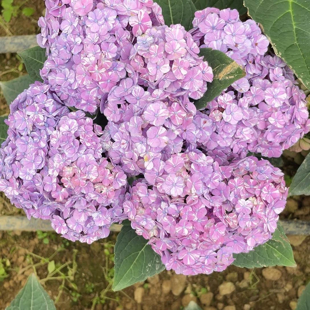 绣球切花一物一拍3枝包邮，180