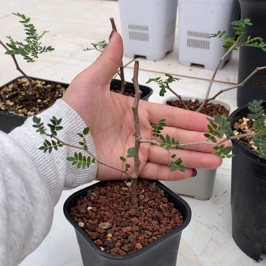 滔天橄榄带盆发货