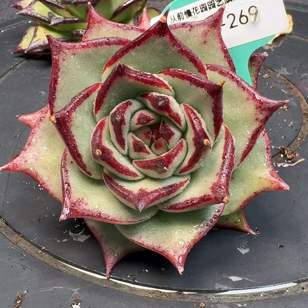 从前慢多肉精选编号1215.269