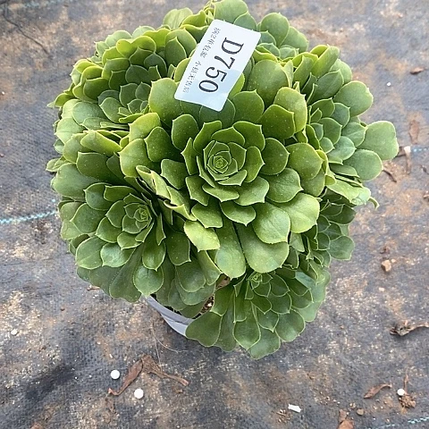 750绿杨蓉多肉法师锦