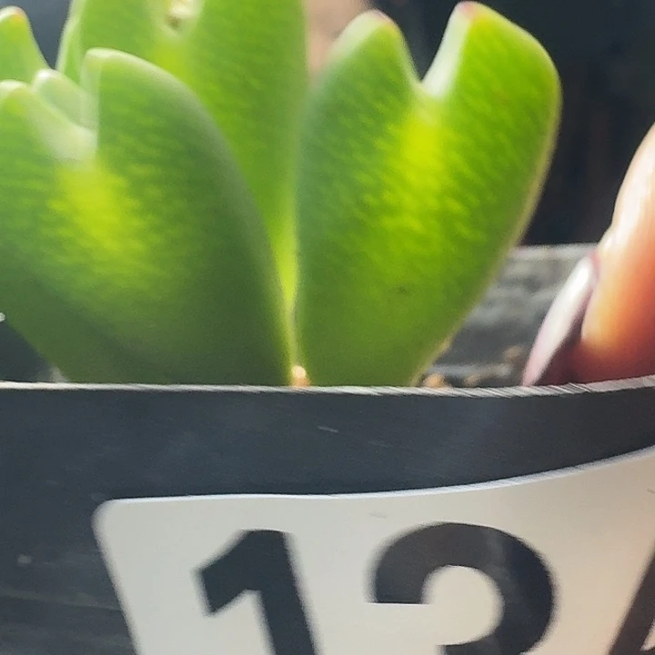 少将一物一拍多肉134