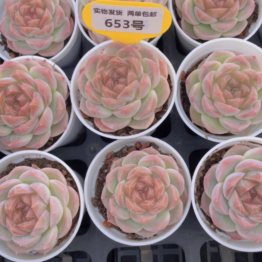 653号 冰透雪梨珍妮单头一个