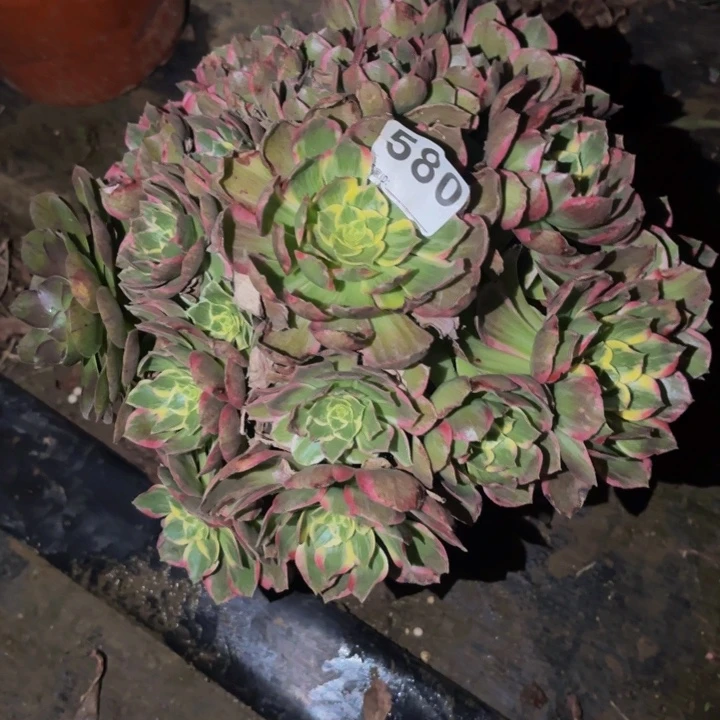 580海仙多肉植物不售后