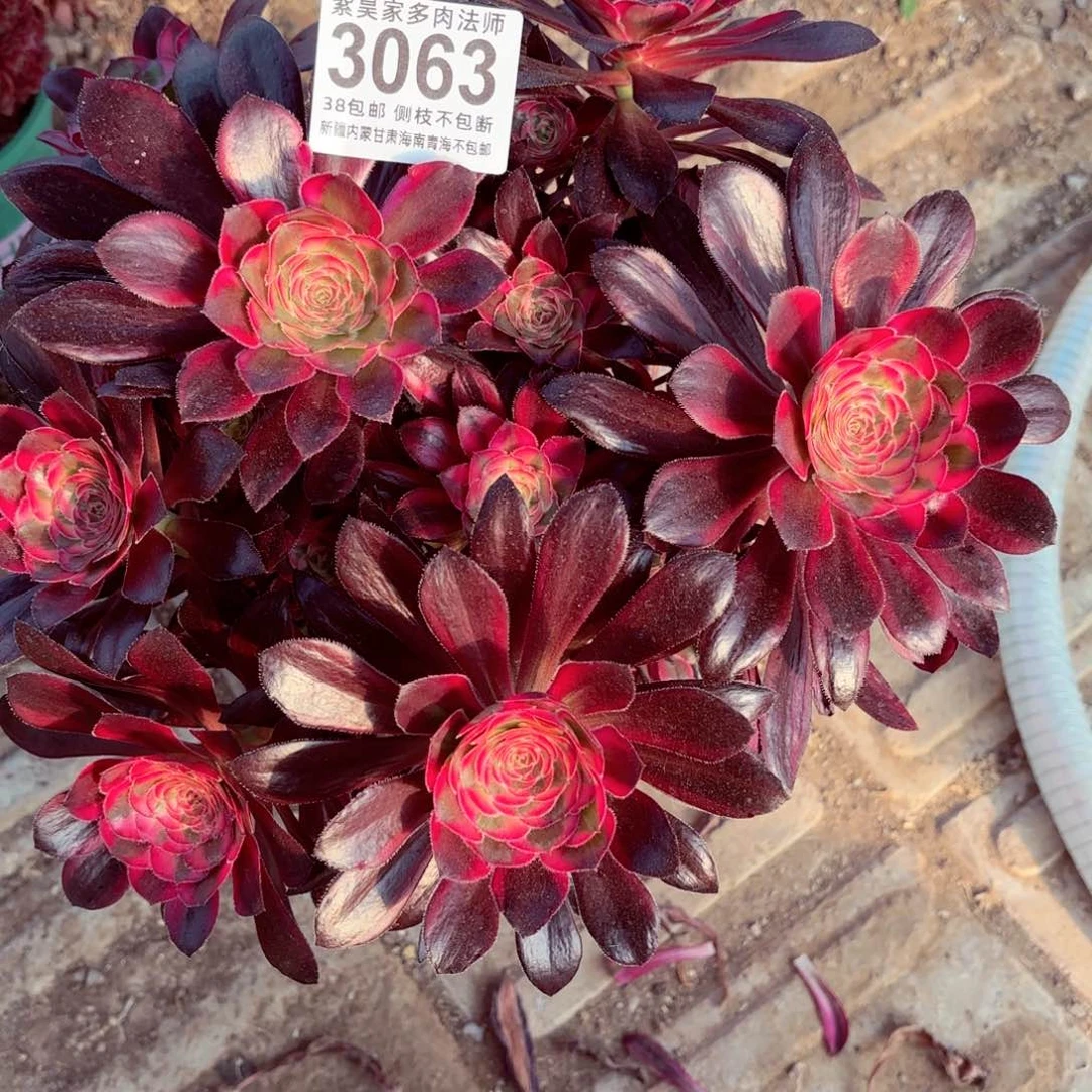 1棚法师00000003063