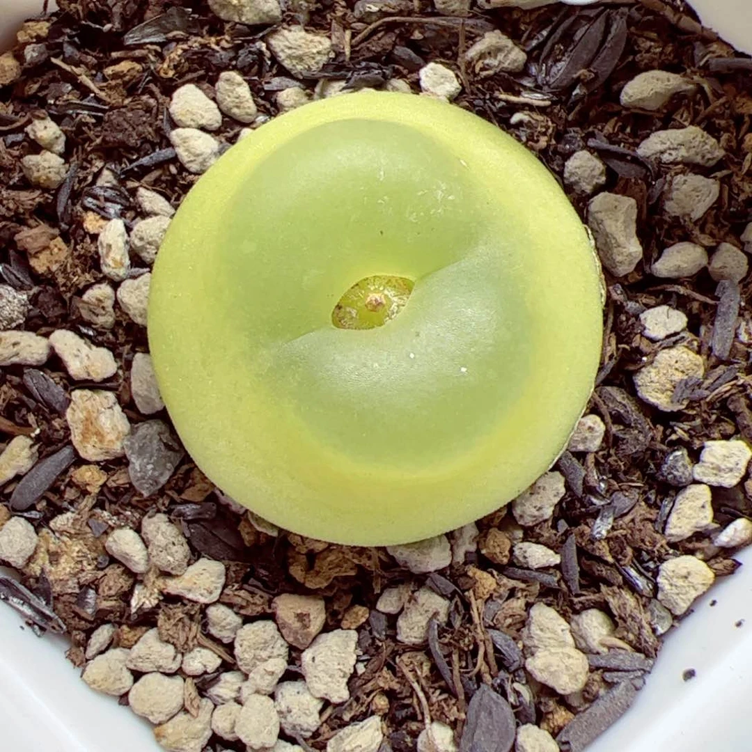 小**?116优秀的肉肉78