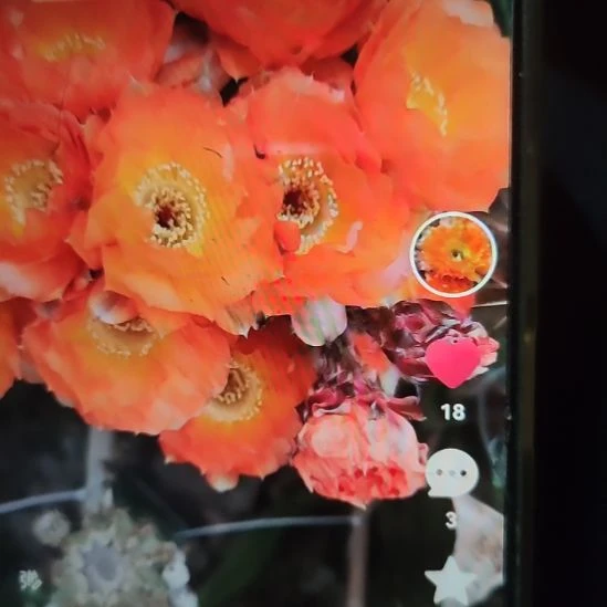 仙人球香橙虾侧芽