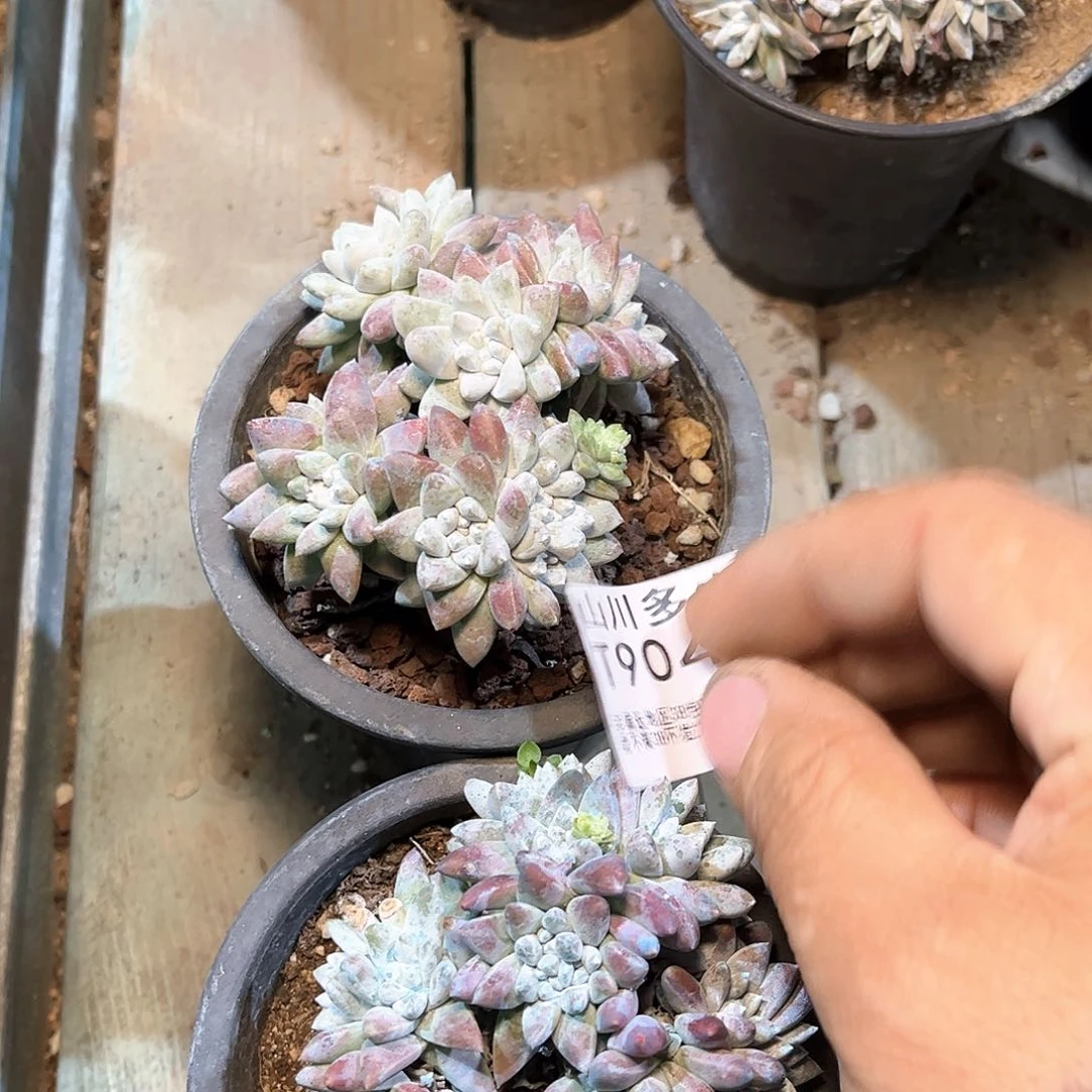 9043白菊仙女杯多肉