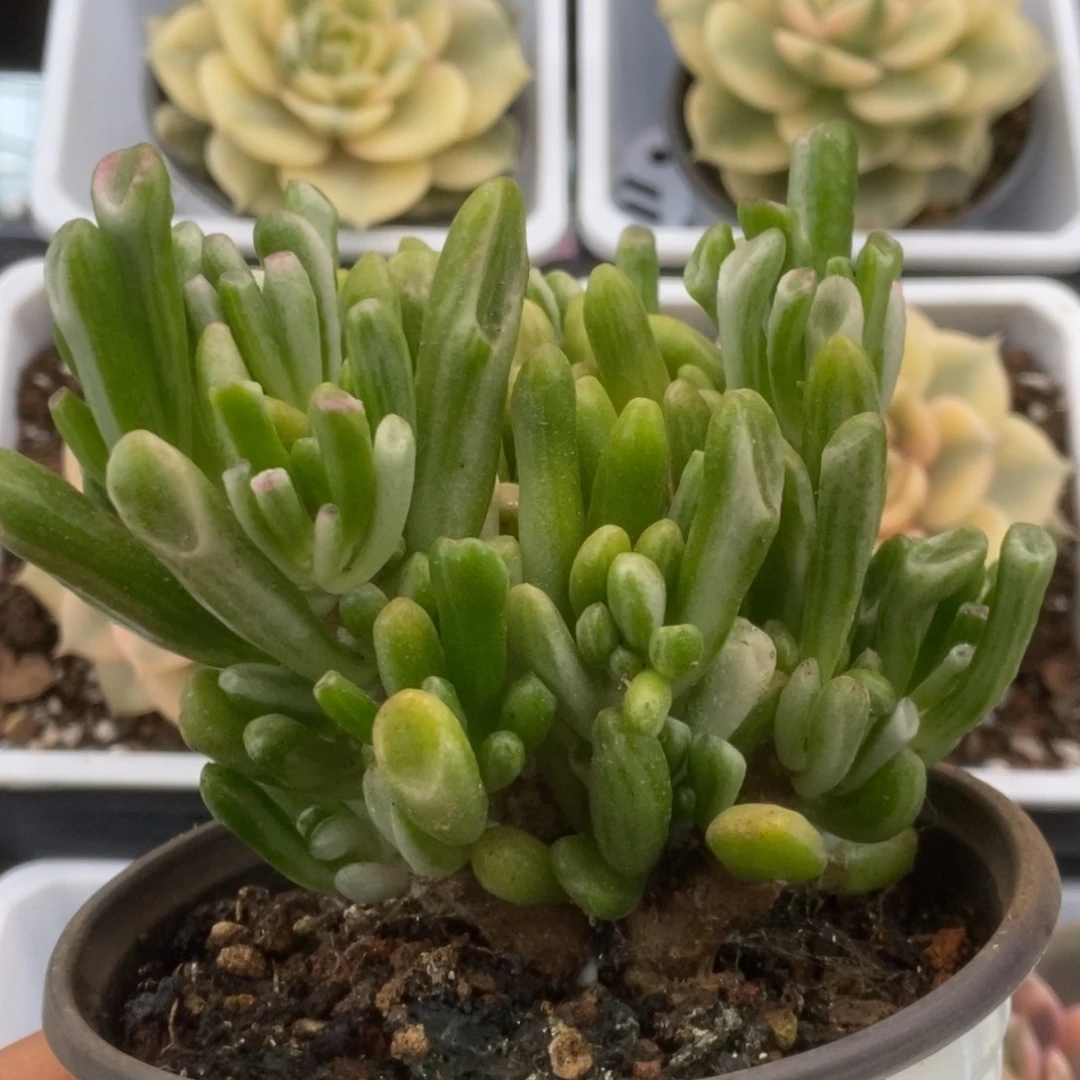 015吸财树锦锦锦锦锦锦