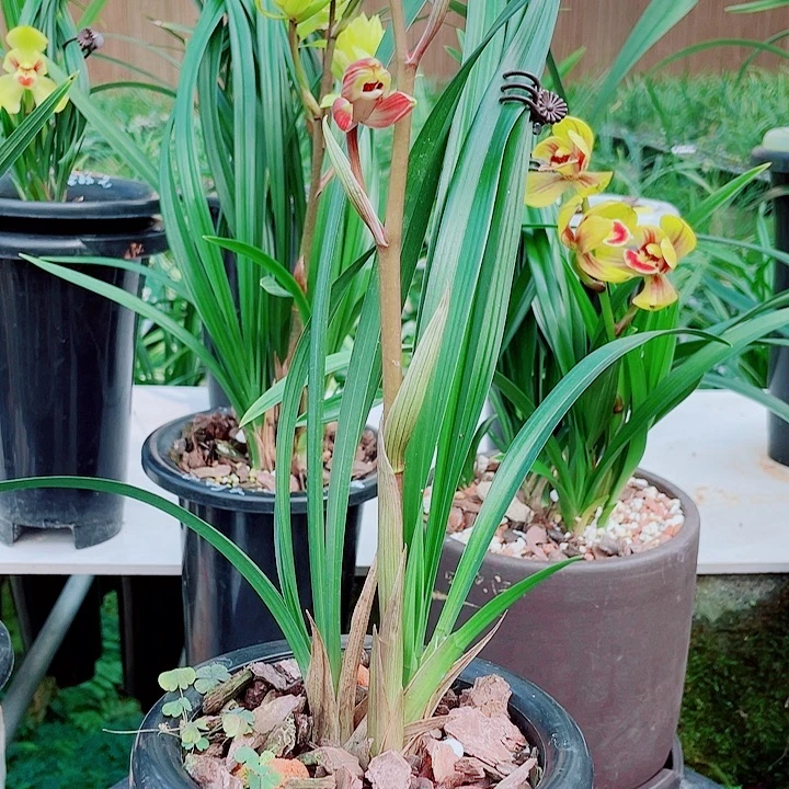 古***月完全开放一物一拍漂亮