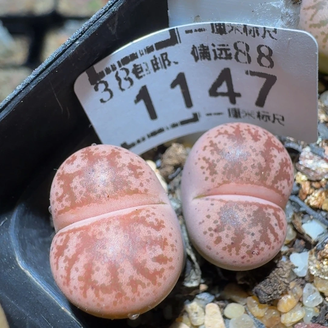 zzzx精品生石花1147