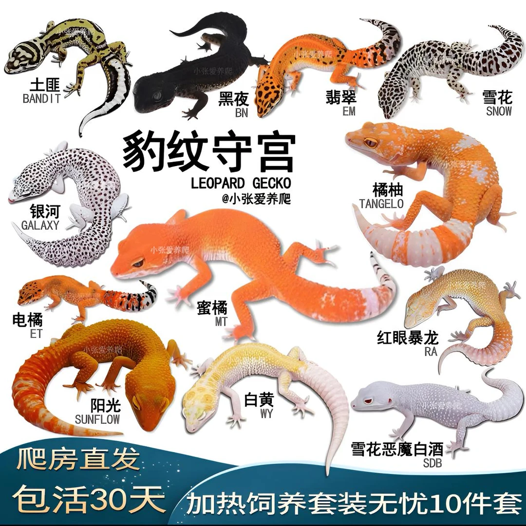 温顺可爱豹纹守宫爬宠适合新手入门全套饲养装备