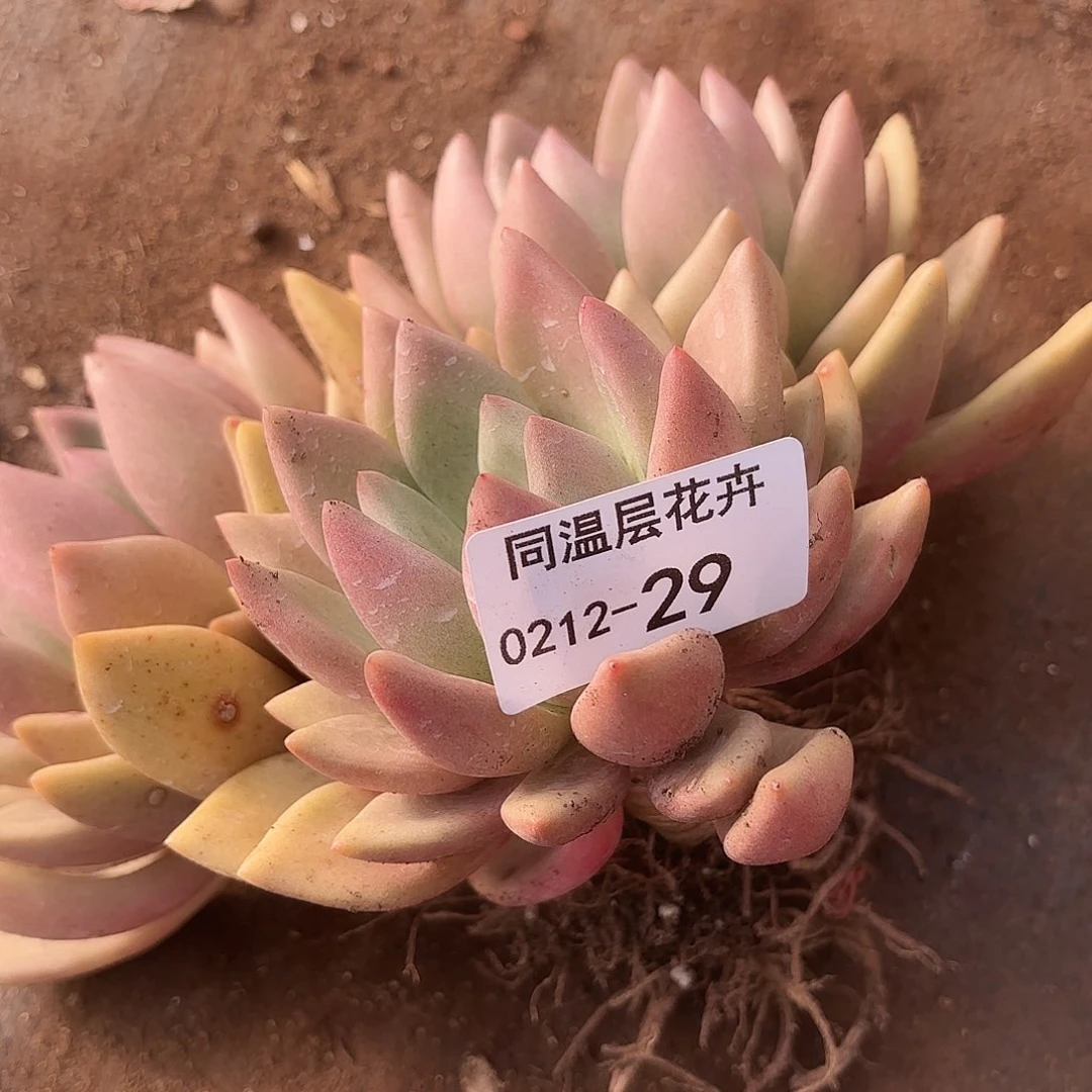 同温层多肉29桃花源
