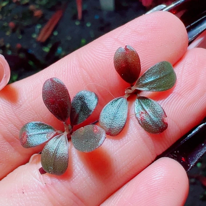 福利33号福利价植物一头