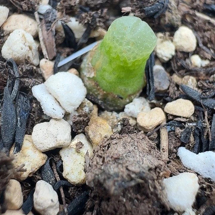 老马生石花小葫芦3030