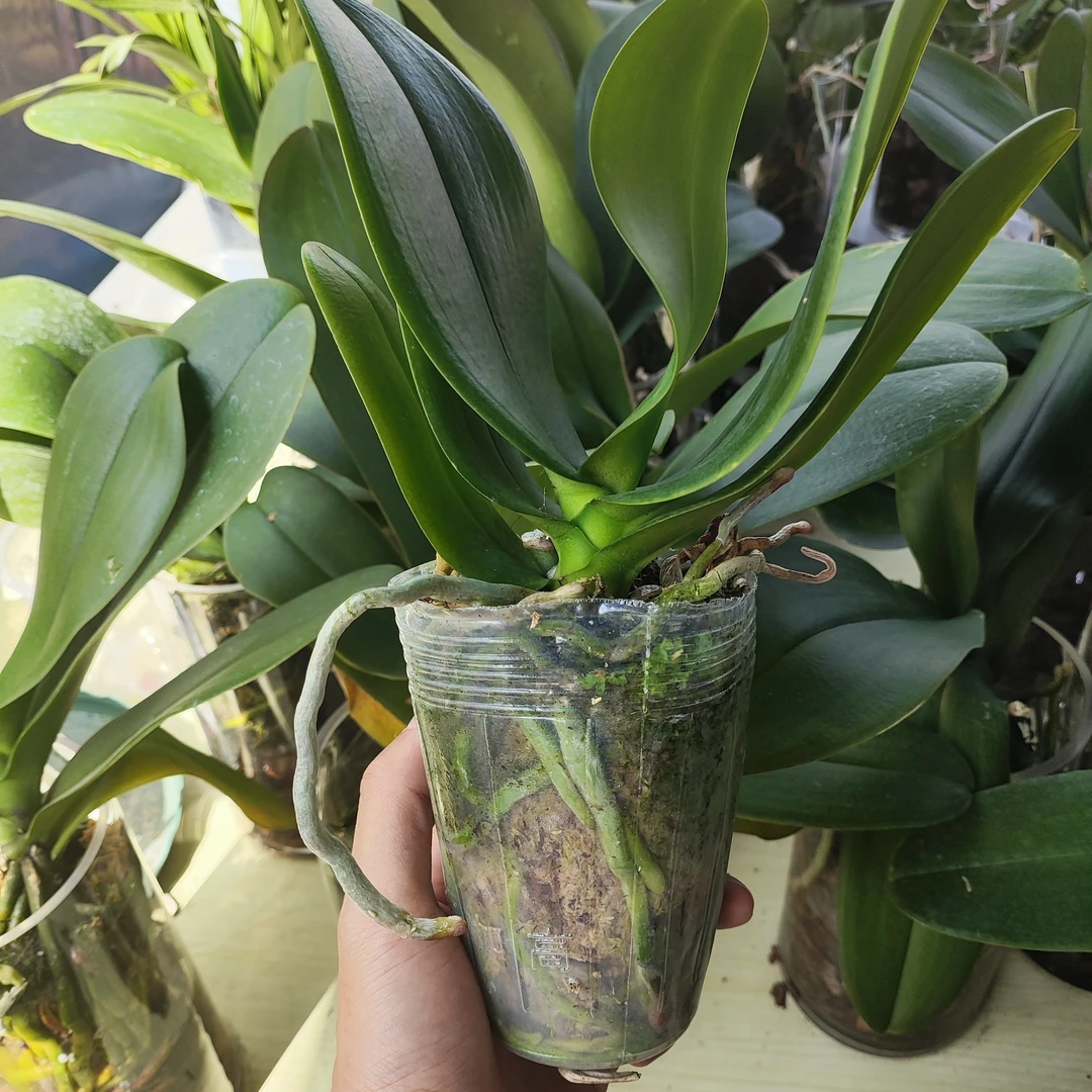 蝴蝶兰花后苗，有瑕疵！不售后！！