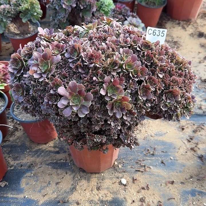 635玫瑰朵朵一颗有伤