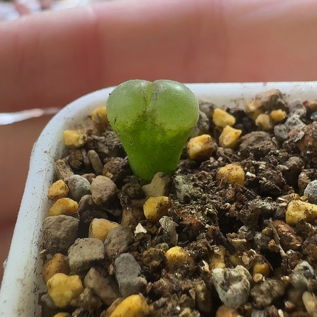 9号单头c10一年苗0.7