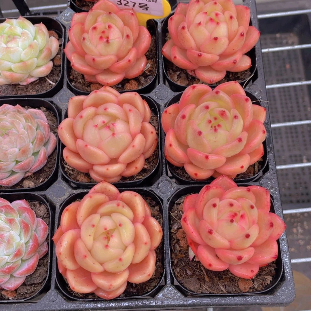 327号 全状态果冻珍妮单头一个